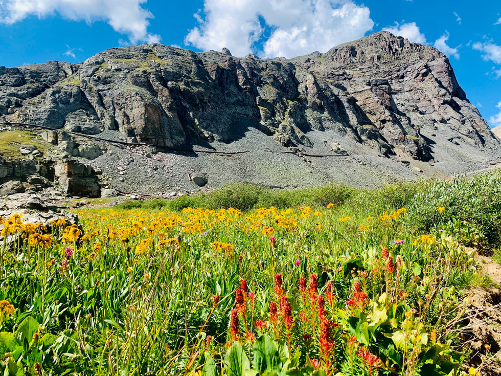 High Country Blooms