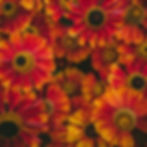 narrow leaf sunflower with monarch