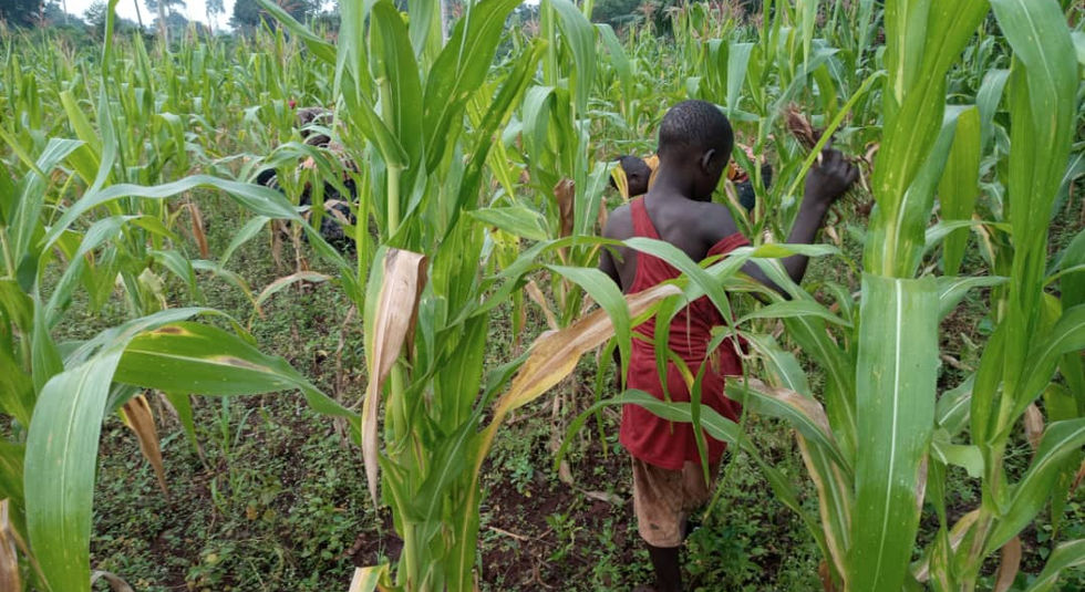 kidinfieldofcorn.jpeg
