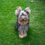 Miniatura: GLAMOUR YORKY FENIX