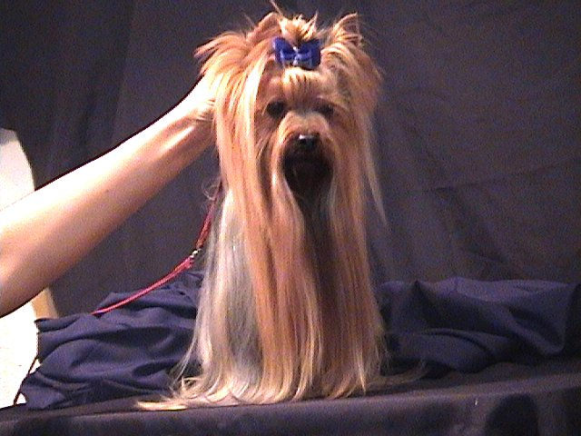 Arriba Glamour 01.JPG