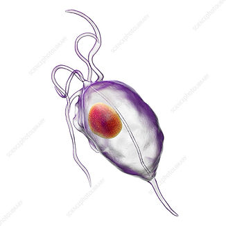 Trichomonas vaginalis