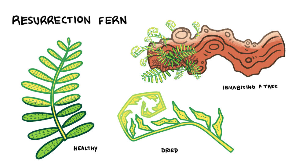 fern design