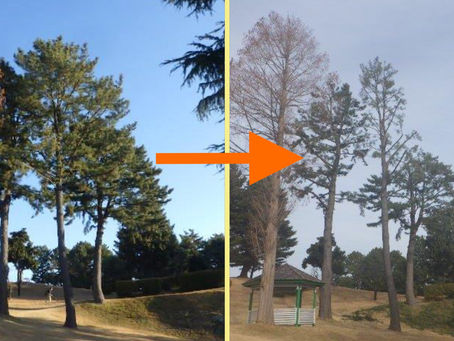 神奈川県横浜市戸塚区の某施設にて‼️ツリークライミング剪定業務‼️✂︎