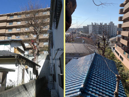 東京都大田区の某個人様宅のツリークライミング剪定業務‼️🍂😊