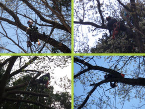 神奈川県横浜市磯子区の某施設にて‼️ 支障木のツリークライミング強剪定業務‼️ 🌳☺️