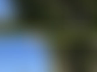 神奈川県茅ヶ崎市の某お寺様にて‼️ 越境枝ツリークライミング®️剪定業務‼️🌳☺️