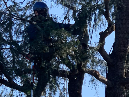 某施設内ヒマラヤスギのTC強剪定‼️😊