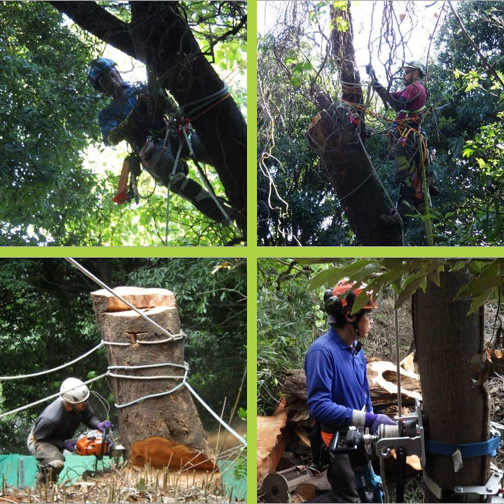 神奈川県横浜市保土ケ谷区の某お寺様にて‼️ 危険木ツリークライミング®️伐採業務その2‼️ 🌳 🪵🍶🧂🙏