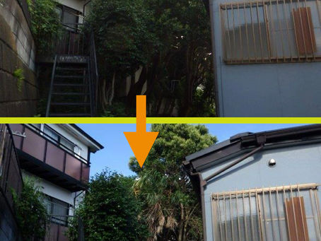 神奈川県横浜市神奈川区にて‼️ 某個人様所有地における支障木ツリークライミング®︎強剪定業務‼️ 🌳🌳