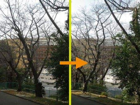 神奈川県横浜市磯子区の某樹林地にて‼️🌳🌳 危険木のツリークライミング®️伐採業務‼️ 🪵🍶🧂🙏