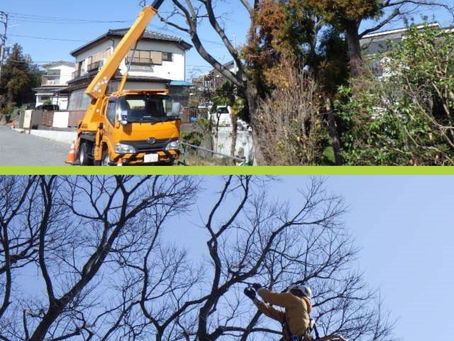 横浜市旭区の某駐車場にて‼️🚗🌳ツリークライミング&高所作業車による強剪定業務‼️😊