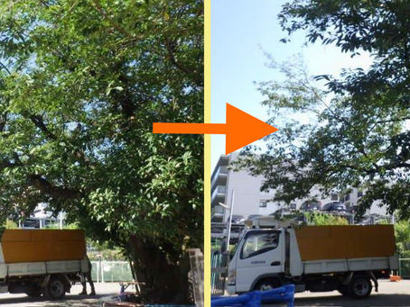 神奈川県横浜市磯子区の某施設にて‼️危険枝のツリークライミング剪定業務‼️🌳⚠️☺️