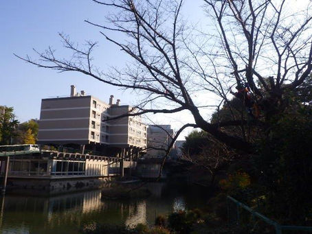 池側の大きめな枯枝2本のみのTC剪定(サクラ🌸)‼️☺️