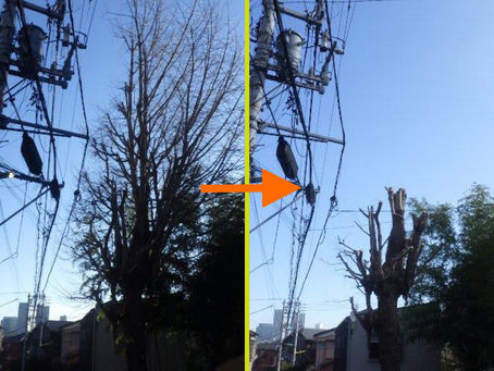 某所イチョウのTC強剪定‼️😊