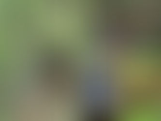 神奈川県横浜市磯子区にて‼️ツリークライミング伐採業務‼️🌳🪵😊