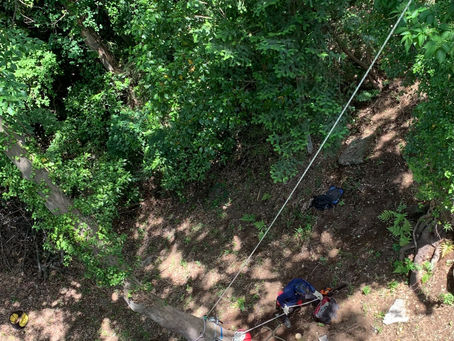 神奈川県横浜市磯子区の某樹林地にて‼️🌳 危険木⚠️のツリークライミング伐採業務‼️☺️