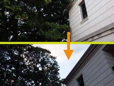 神奈川県横浜市中区の某個人様邸にて‼️🏠　裏樹林地からの越境枝ツリークライミング®️剪定業務‼️🌳☺️