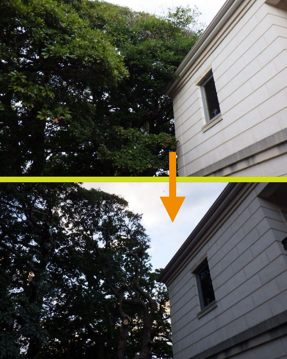 神奈川県横浜市中区の某個人様邸にて‼️🏠 裏樹林地からの越境枝ツリークライミング®️剪定業務‼️🌳☺️