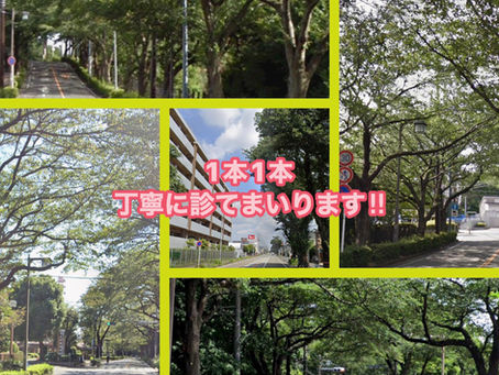 神奈川県横浜市泉区における街路樹診断業務‼️🌳、及び、夏季休業期間のお知らせ📢