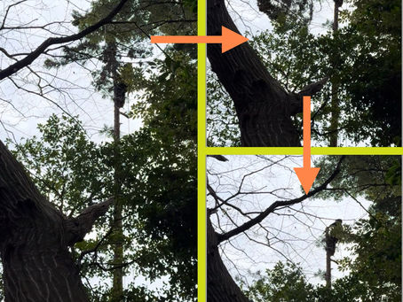 神奈川県横浜市戸塚区の某公園にて‼️支障木のツリークライミング伐採業務‼️🌳🌲🪵🍶🧂