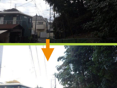 神奈川県横浜市戸塚区の某個人様所有の樹林地にて‼️ 🌳🎋 支障木のツリークライミング伐採〜剪定業務‼️ ☺️