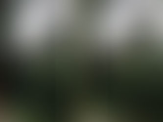 神奈川県川崎市麻生区の某樹林地にて‼️🌳 危険木⚠️のツリークライミング伐採業務‼️😌