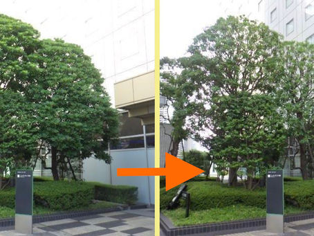 東京都品川区某施設にて‼️ツリークライミング剪定業務‼️🏢🌳😊