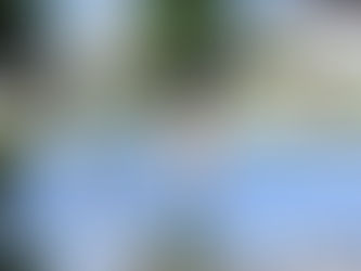 東京都文京区の某マンション様にて‼️🏢シンボルツリー(ケヤキ)のツリークライミング強剪定業務‼️🌳😊