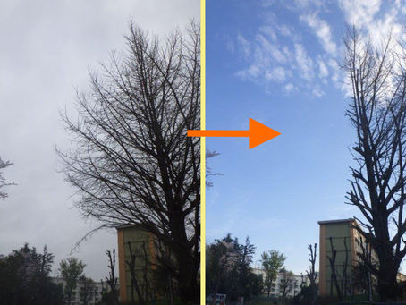 神奈川県横浜市にて‼️某施設のツリークライミング越境枝強剪定業務‼️🍂😊