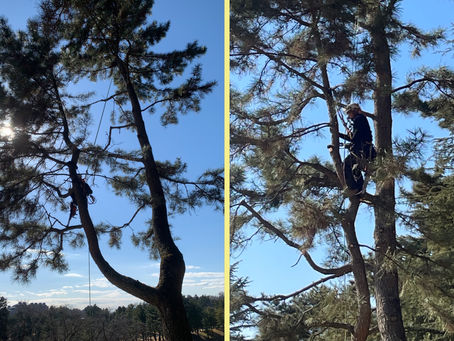神奈川県横浜市戸塚区の某施設にて‼️マツのツリークライミング枝下ろし業務‼️🌲☺️