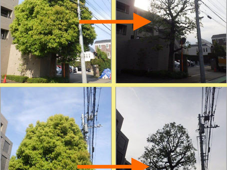 東京都文京区にて‼️某マンションのツリークライミング強剪定業務‼️🌳☺️