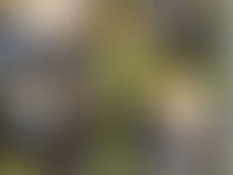 神奈川県横浜市磯子区の某個人様邸にて‼️ツリークライミング伐採‼️🪵☺️