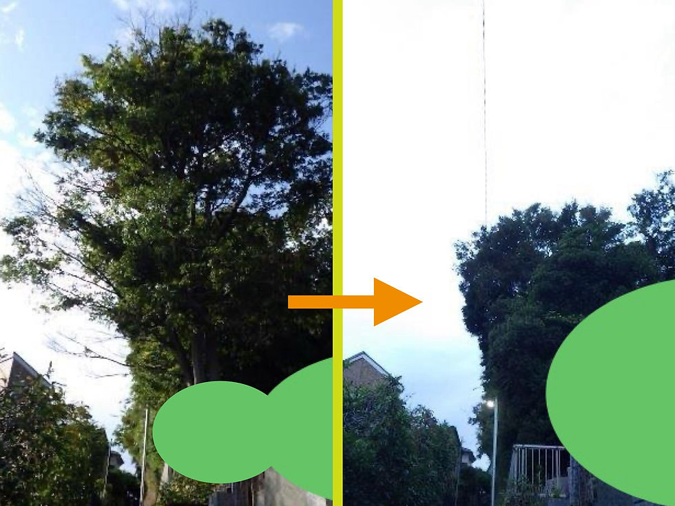 神奈川県横浜市保土ケ谷区の某お寺様にて‼️ 危険木のツリークライミング®️伐採業務‼️🌳 🪵🍶🧂🙏