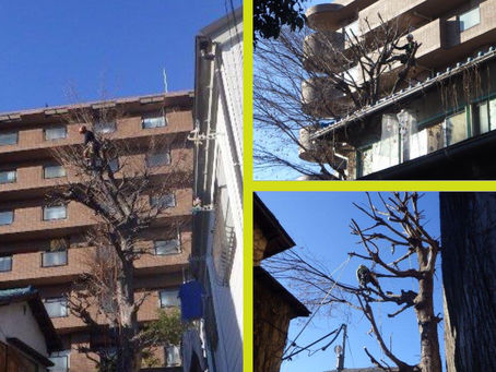 東京都大田区の某個人様邸にて‼️🏠🌳　ツリークライミング強剪定業務‼️😊