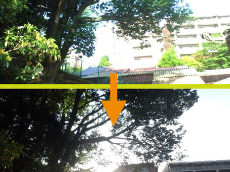 神奈川県横浜市磯子区某施設にて‼️ ツリークライミング®︎伐採業務‼️ 🌳 🪵🍶🧂🙏