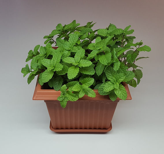 el planter Handmade Oaxacan Planter (Medium) main image 0