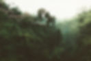 Tropical Forest View