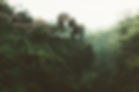 Tropical Forest View