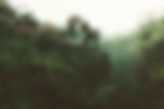 Forest Home