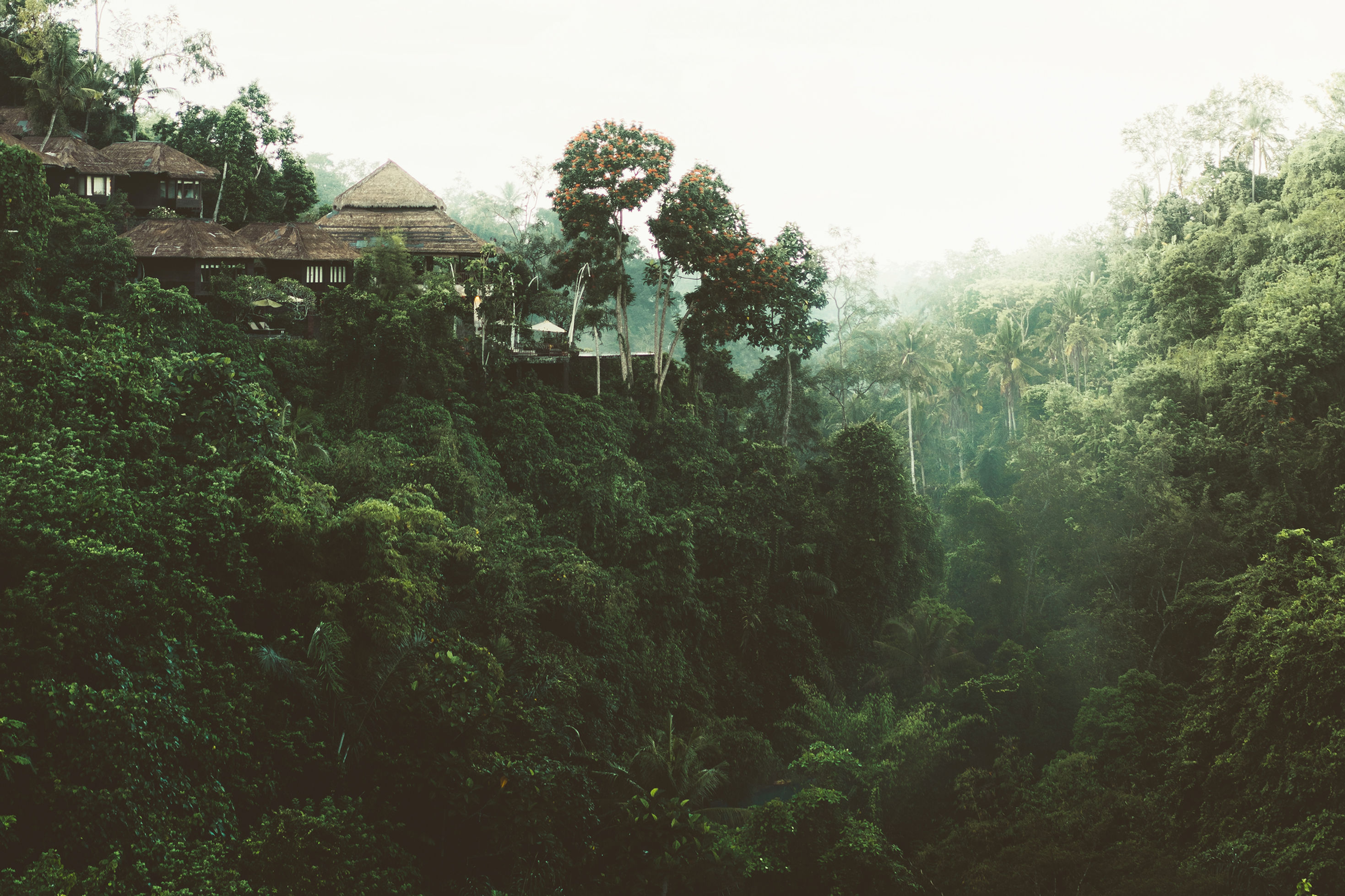 Tropical Forest View