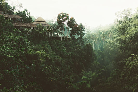 Tropical Forest View