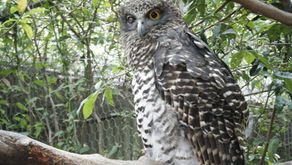 Harry Potter and the Illegal Sale of Owls