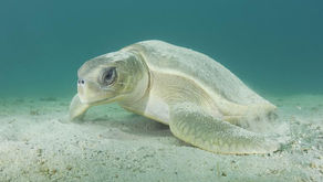 Flatback: Australia's Turtle