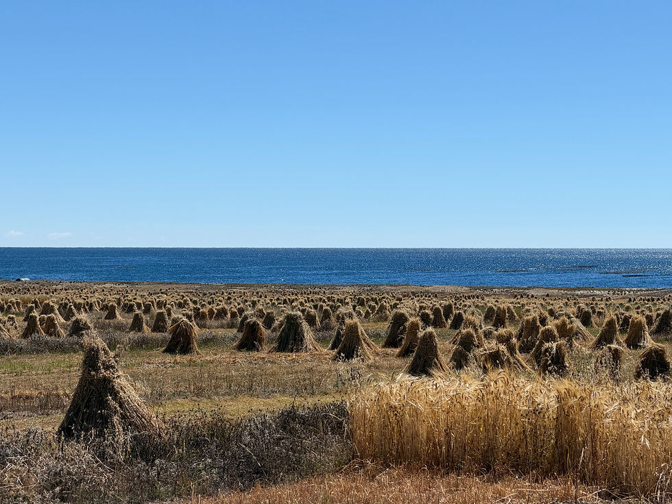 Oat and wheat harvest