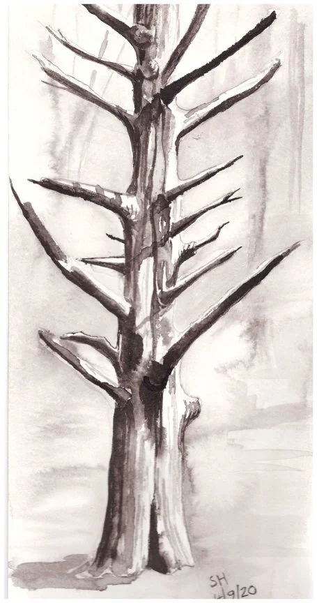 Dead Tree - Sue Hossack.webp