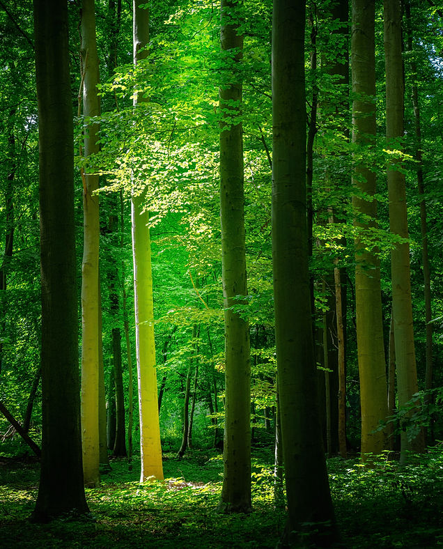 Soul Radiance Psychotherapy and Counselling