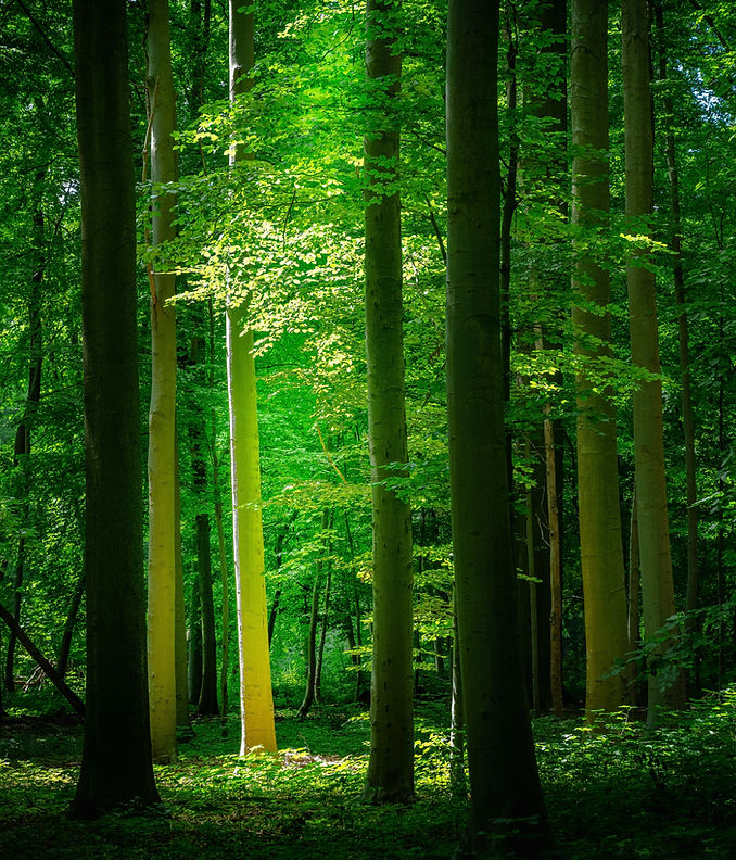 Green forest landscape reflecting themes of renewal and spiritual connection