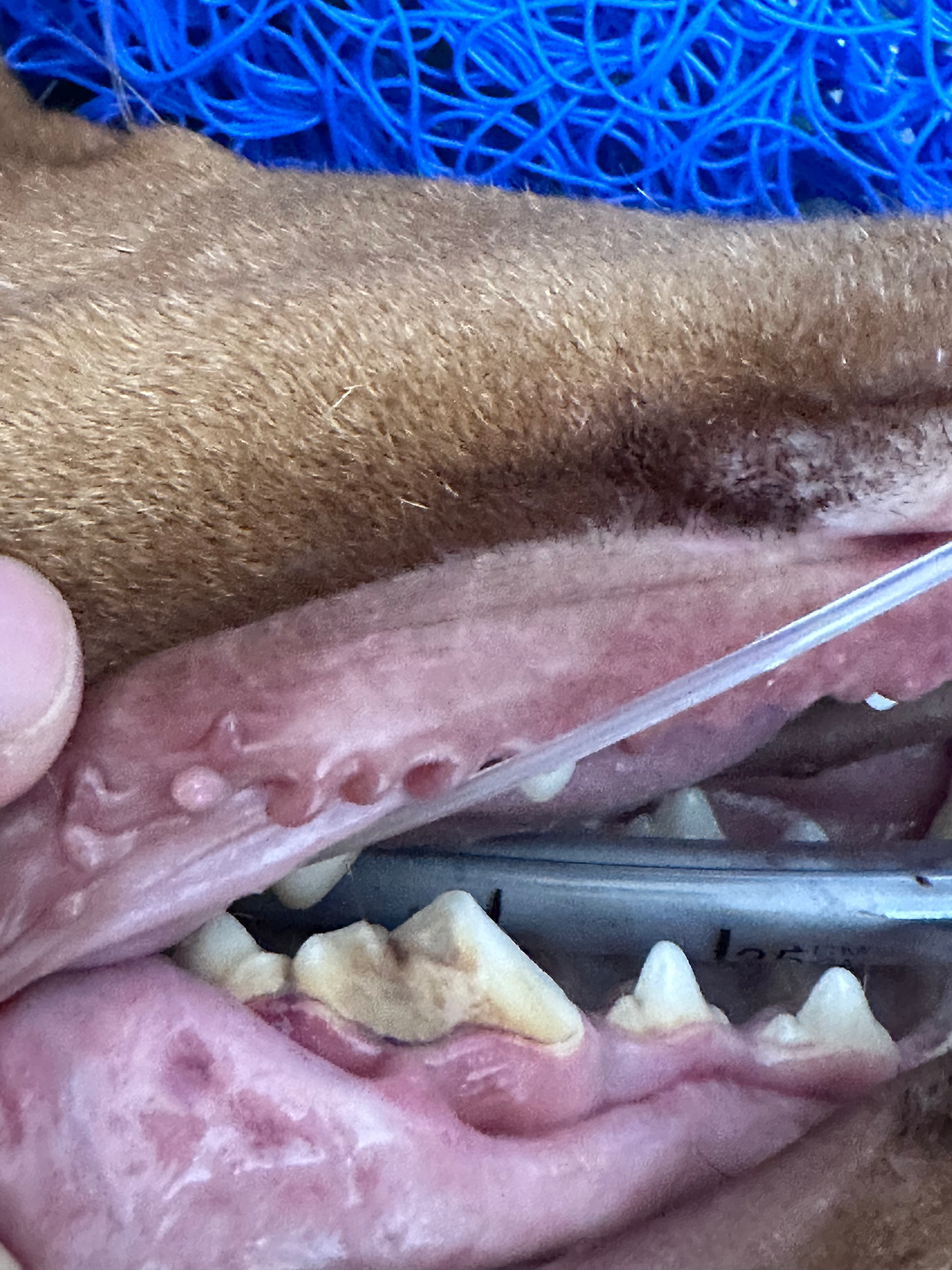 Schollenfraktur am P4 Hund , Slap fracture