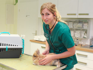 Tierärztin Melanie Schwarze bei der Untersuchung von einem Löwenköpfchen Zwergkaninchen